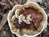 Ganoderma sessile image