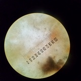 Mutinus argentinus image