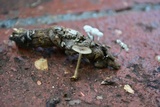 Lentinus swartzii image