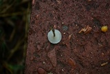 Lentinus swartzii image