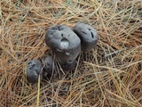 Tricholoma terreum image