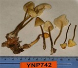 Mycena citrinomarginata image
