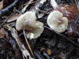 Tricholoma olivaceobrunneum image