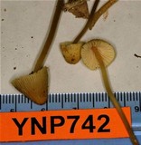 Mycena citrinomarginata image