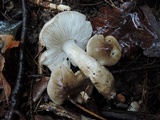 Tricholoma olivaceobrunneum image