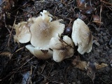 Tricholoma olivaceobrunneum image