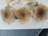 Tricholoma olivaceobrunneum image