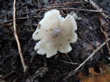 Tricholoma olivaceobrunneum image