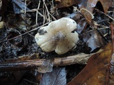 Tricholoma olivaceobrunneum image