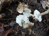 Tricholoma olivaceobrunneum image