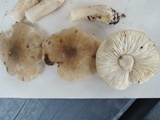 Tricholoma olivaceobrunneum image