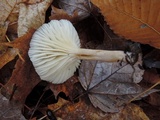 Cuphophyllus borealis image
