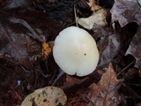 Cuphophyllus borealis image