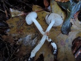 Hygrophorus pseudochrysaspis image