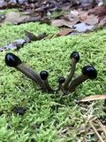 Tolypocladium longisegmentatum image