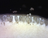 Tolypocladium longisegmentatum image