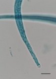 Tolypocladium longisegmentatum image