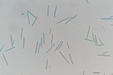Tolypocladium longisegmentatum image