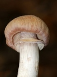 Cortinarius caperatus image