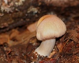 Cortinarius caperatus image