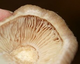 Cortinarius caperatus image