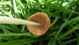 Parasola conopilea image