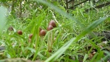 Parasola conopilea image