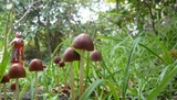 Parasola conopilea image