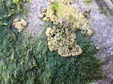 Lasallia papulosa image