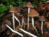 Psathyrella corrugis image
