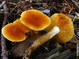 Gymnopilus aurantiophyllus image