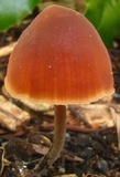 Macrocystidia cucumis image