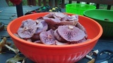 Laccaria ochropurpurea image