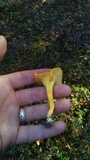 Cantharellus lateritius image