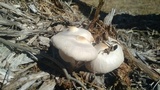 Leucoagaricus meleagris image