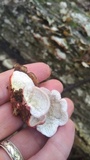 Phlebia incarnata image