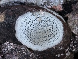 Rhizocarpon petraeum image