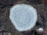Rhizocarpon petraeum image