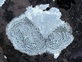 Rhizocarpon petraeum image
