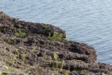 Rhizocarpon petraeum image