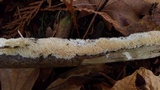 Irpex lacteus image