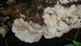 Pleurotus djamor image