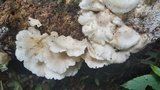 Pleurotus djamor image