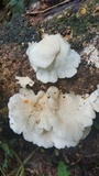 Pleurotus djamor image