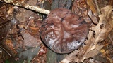 Image of Sarcosoma mexicanum