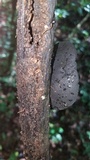 Sarcosoma mexicanum image