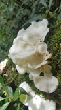 Pleurotus djamor image