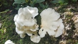 Pleurotus djamor image