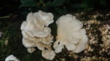 Pleurotus djamor image