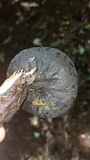 Sarcosoma mexicanum image